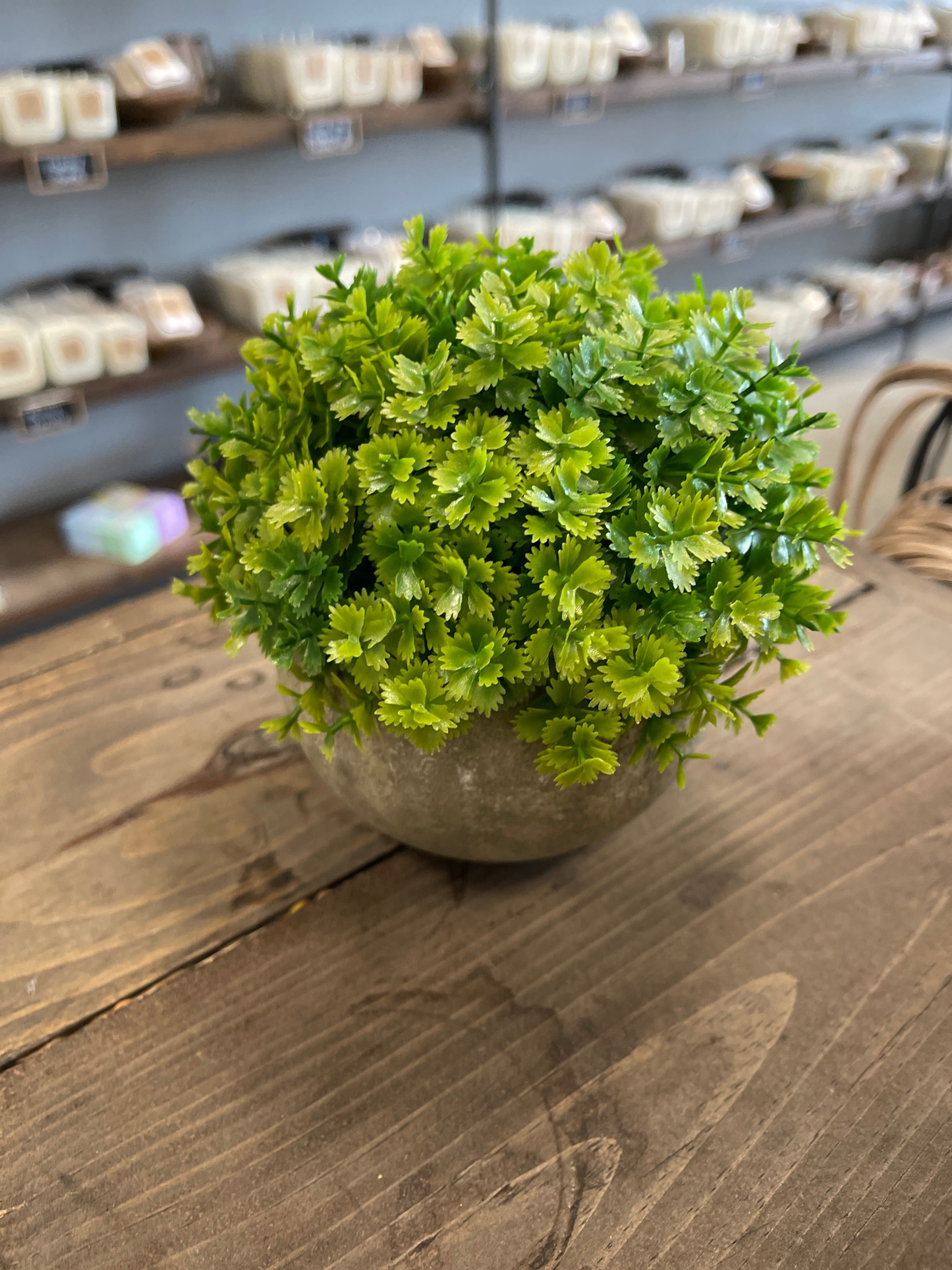 Boxwood in Rock Base